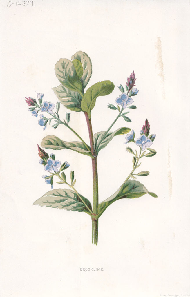 FLOWERS. Brooklime c1895 old antique vintage print picture